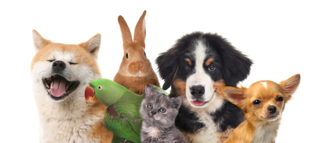 Pets and allergies