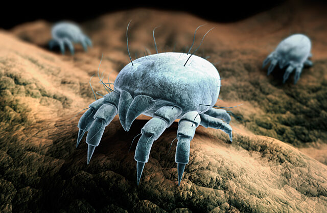 Dust mites trigger my asthma and allergies