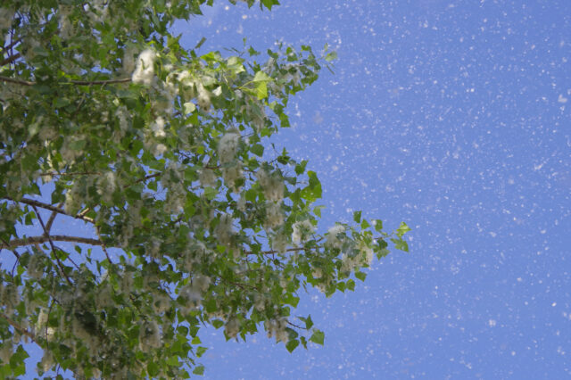 Pollen and hay fever