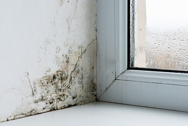Mould triggers my asthma and allergies